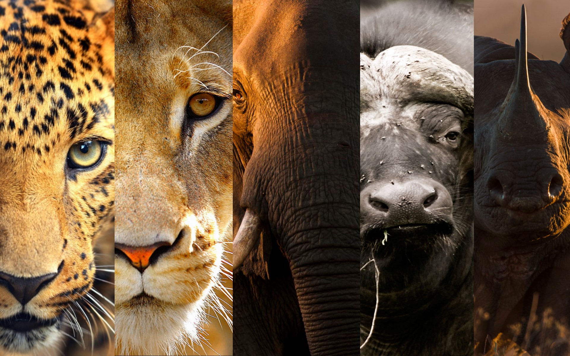 The Ultimate Ranking: Top 10 Safari Parks in Kenya Ranked by Wildlife Diversity