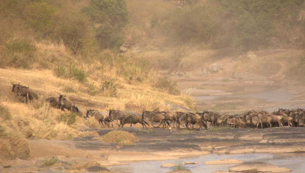Best Time to Go on Safari in Kenya: Month-by-Month Wildlife & Spotting Guide